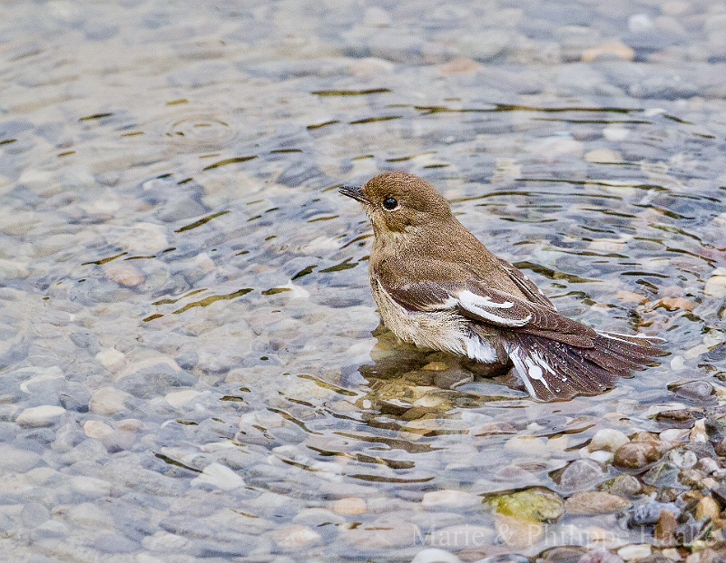 Gobemouche noir 3348.jpg - Gobemouche noir - European Pied Flycatcher - Ficedula Hypoleuca (Ermitage, Genève, Suisse)